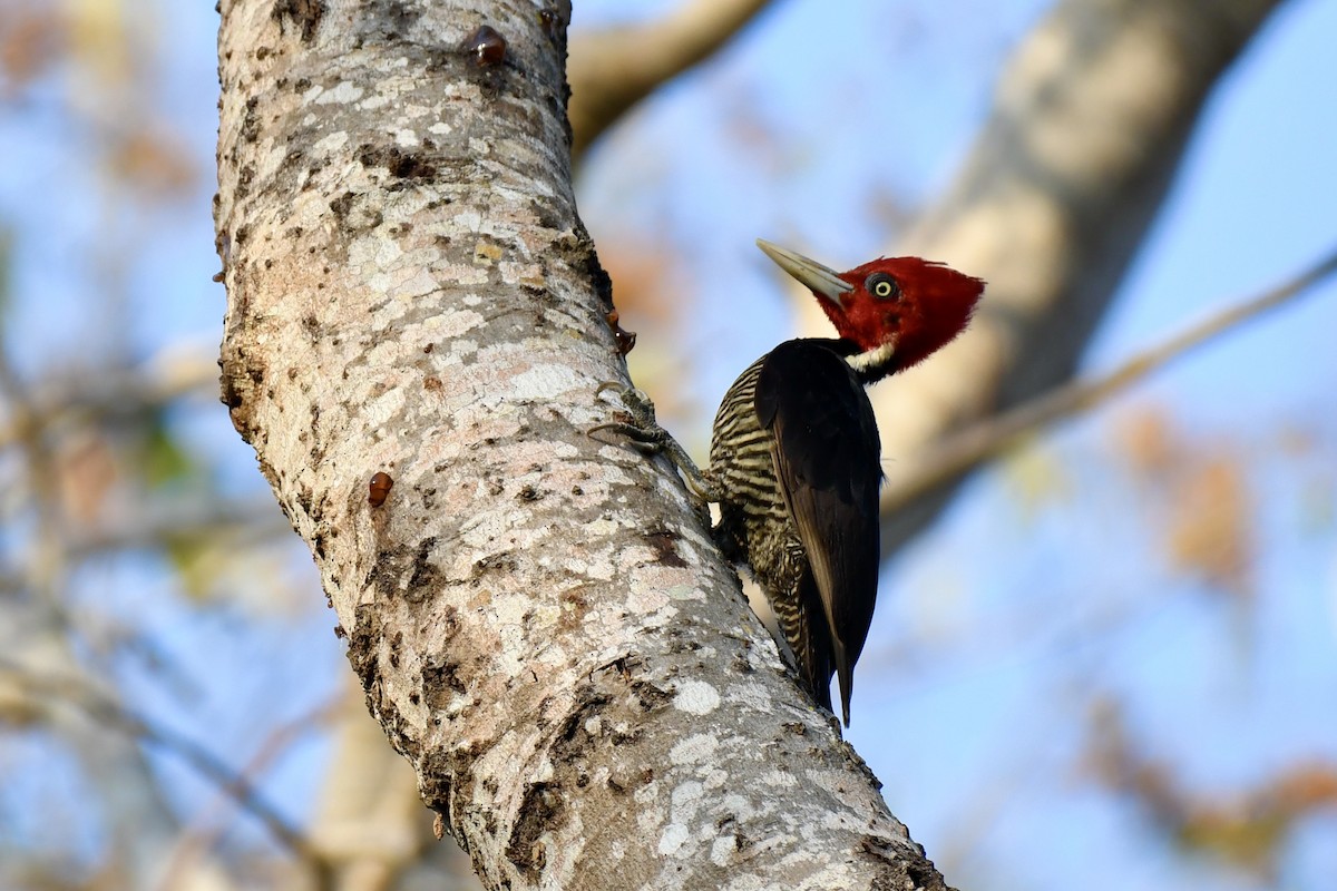 Pale-billed Woodpecker - Michael Gaume