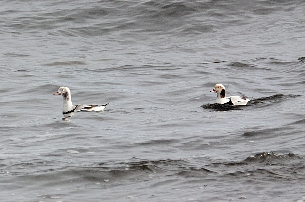 Long-tailed Duck - Shawn Fitzpatrick