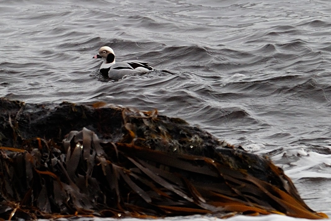 Long-tailed Duck - ML41007081