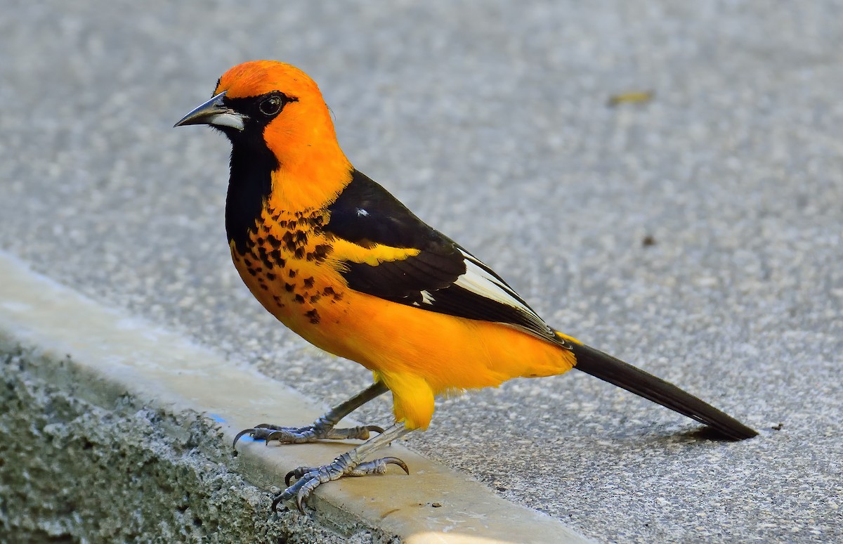 Spot-breasted Oriole - Ad Konings