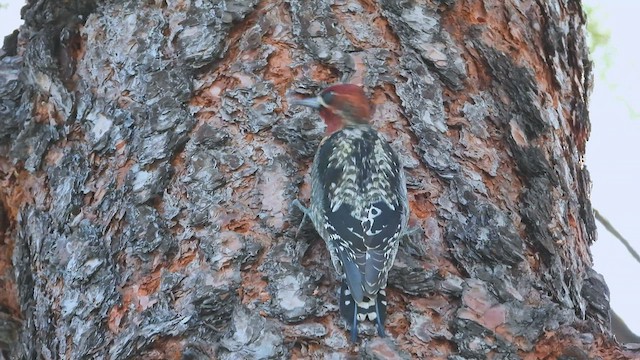 Red-breasted Sapsucker - ML410081601