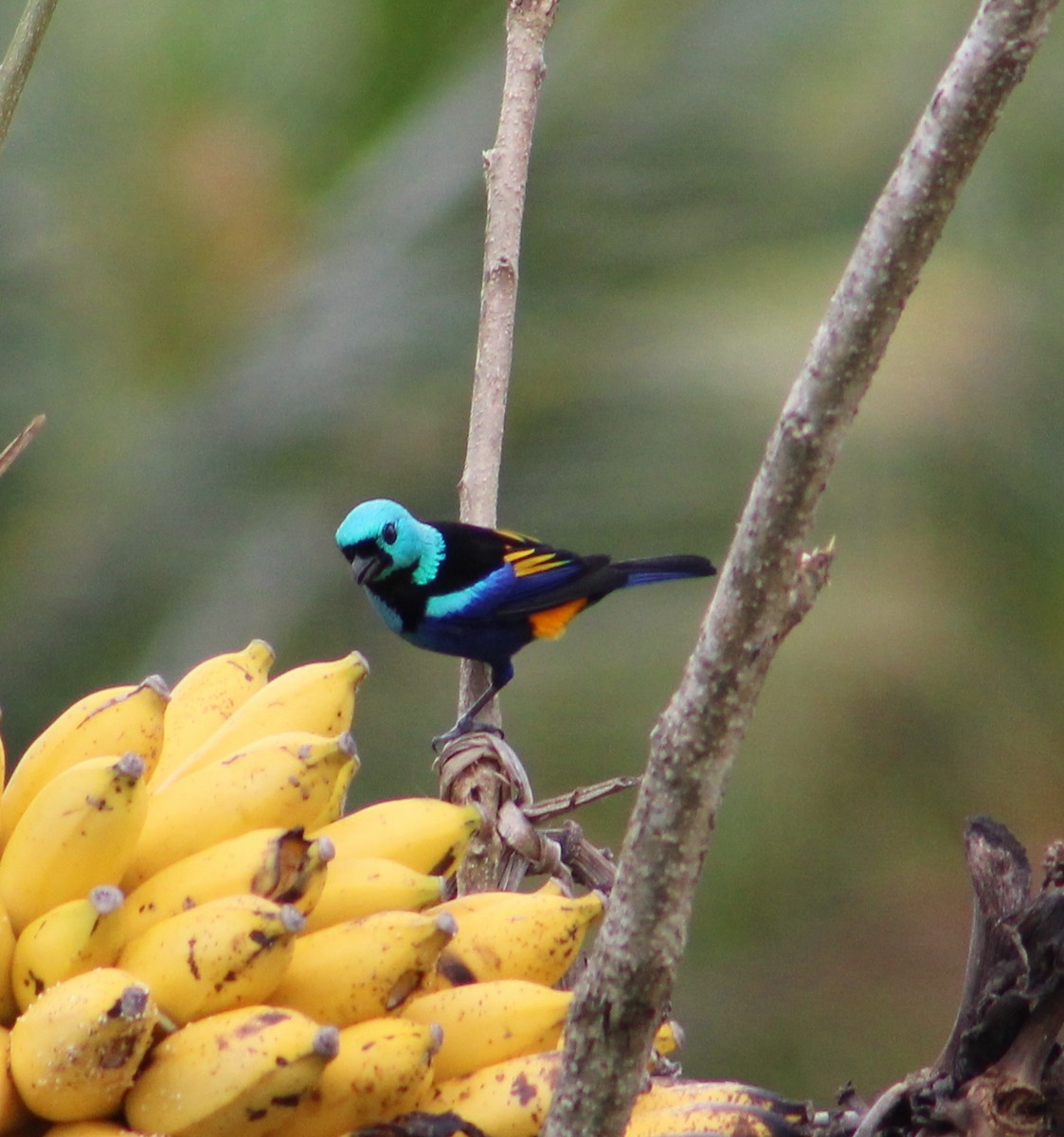 Seven-colored Tanager - ML41008211