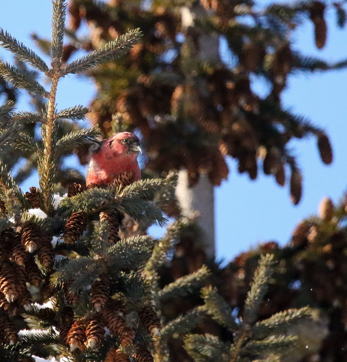 White-winged Crossbill - Deb Pritchard