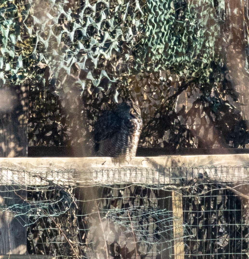 Great Horned Owl - ML410088261
