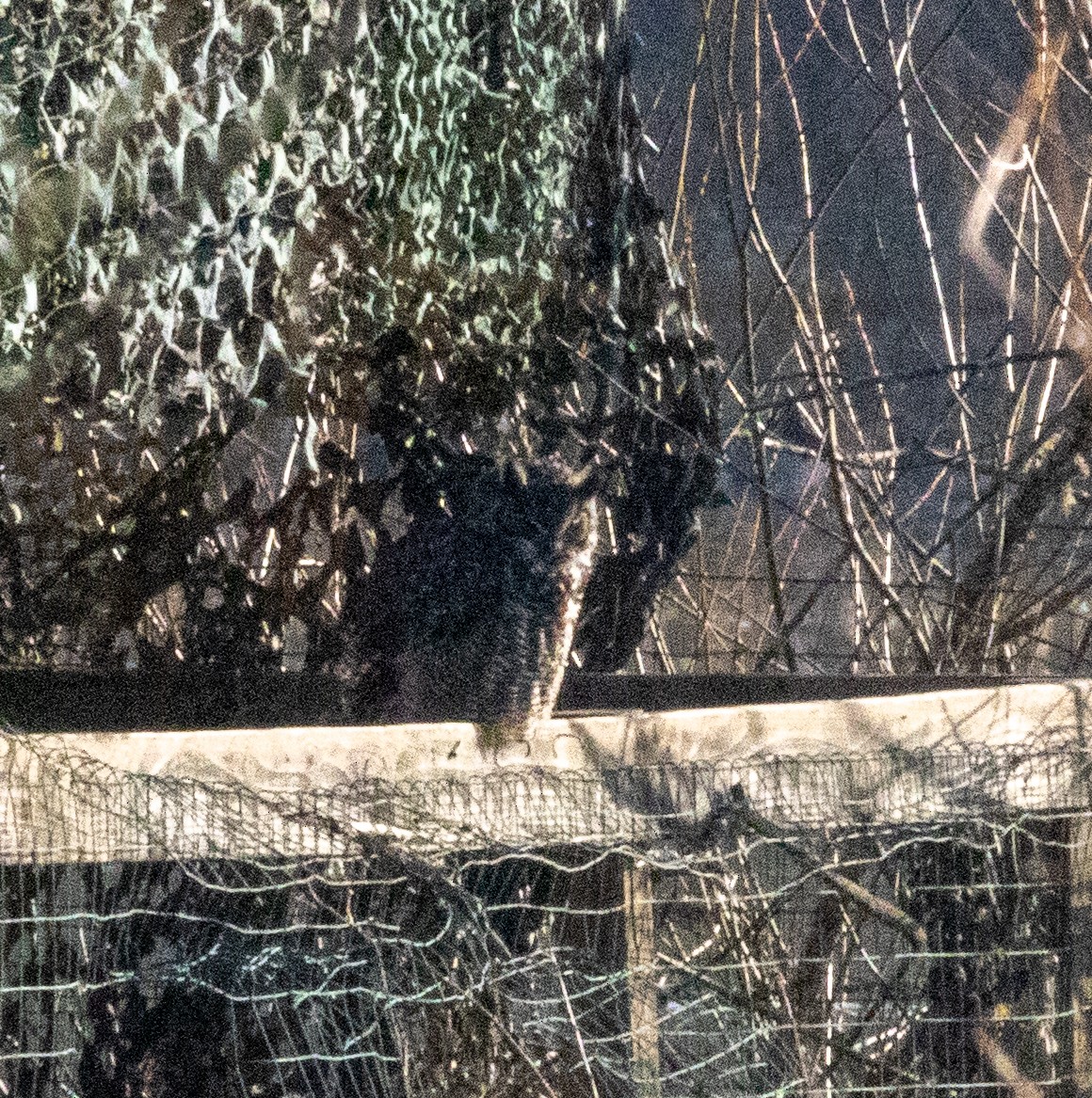 Great Horned Owl - ML410088401