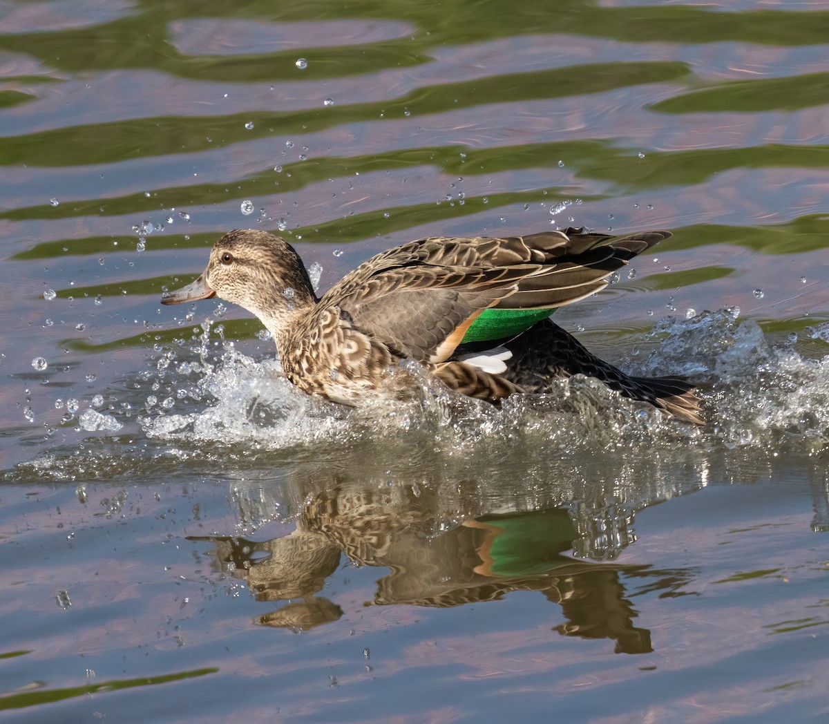 Green-winged Teal - ML410092501