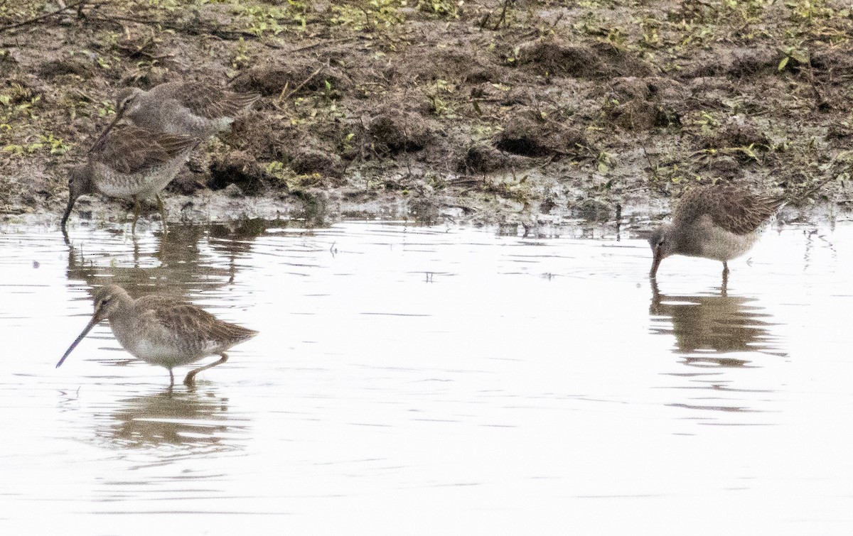 Long-billed Dowitcher - ML410093791
