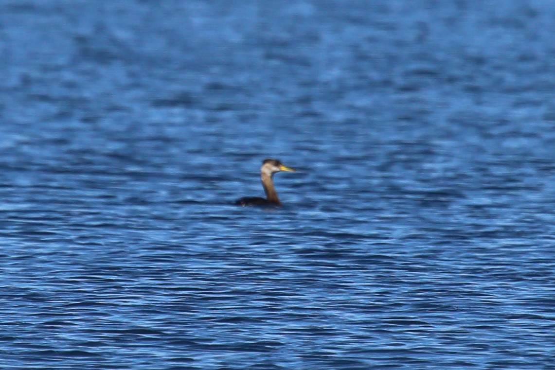 Red-necked Grebe - ML410096371