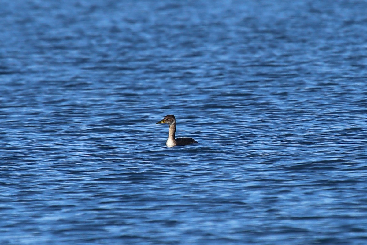 Red-necked Grebe - ML410096411