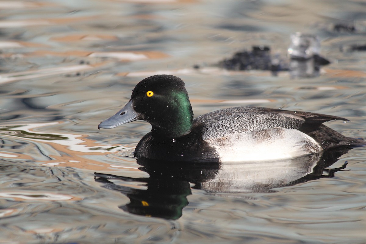 Greater/Lesser Scaup - ML410099291