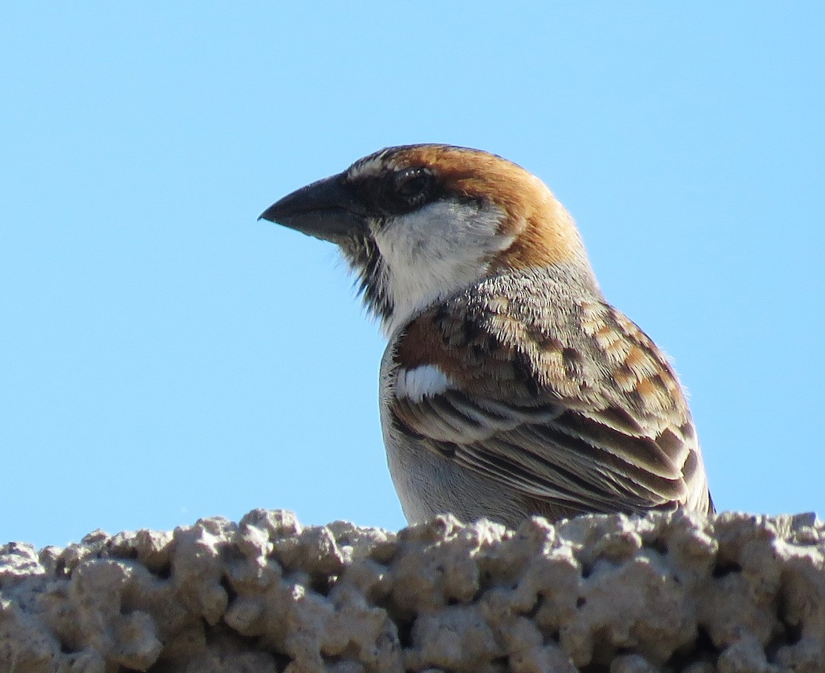 Cape Verde Sparrow - Bram Piot