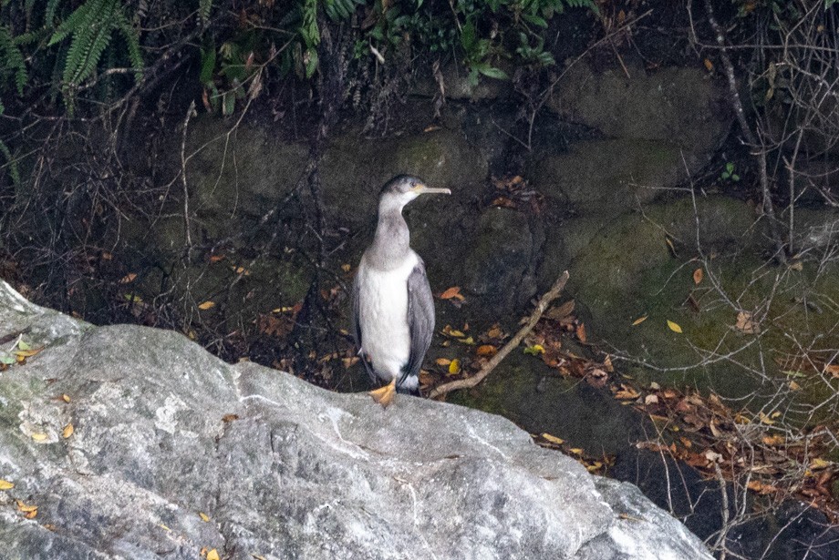 Spotted Shag - ML410103861