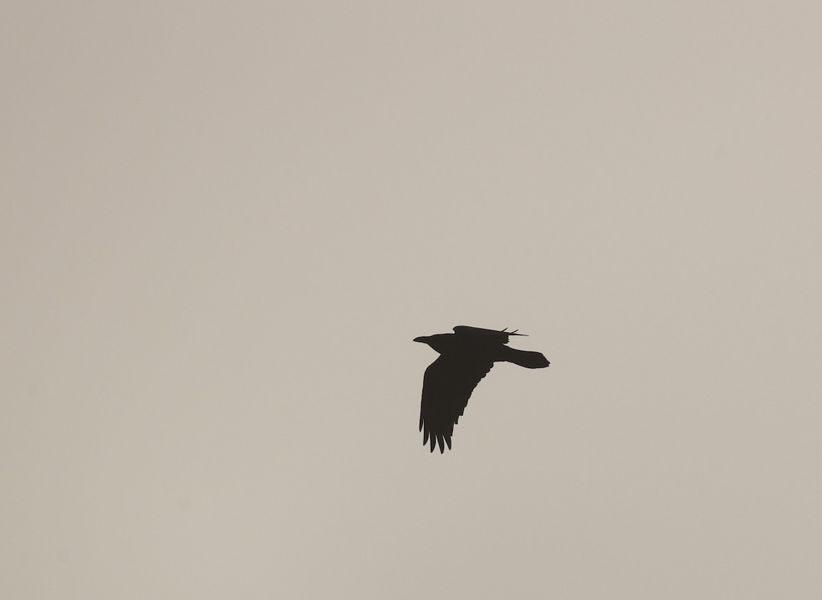 Brown-necked Raven - ML410104461