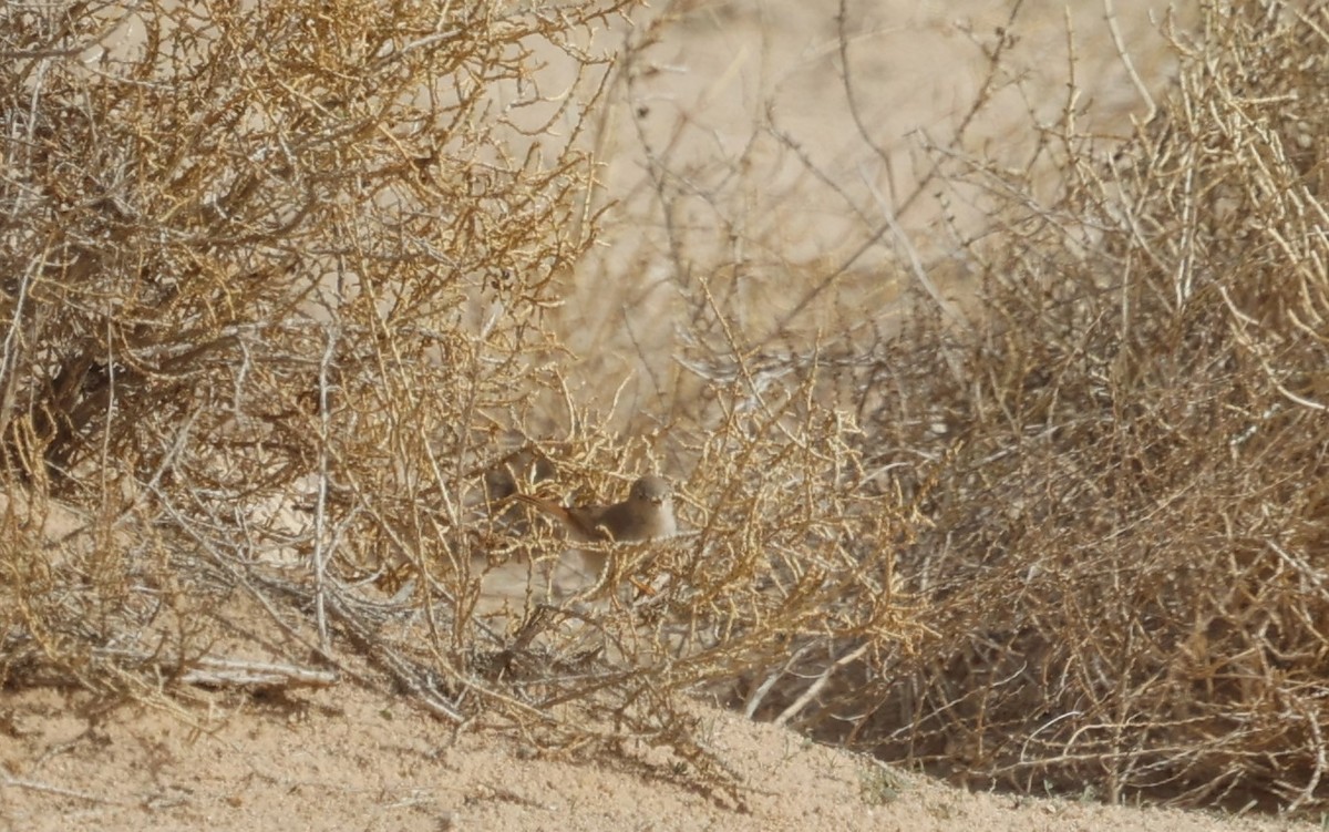 Asian Desert Warbler - ML410104641