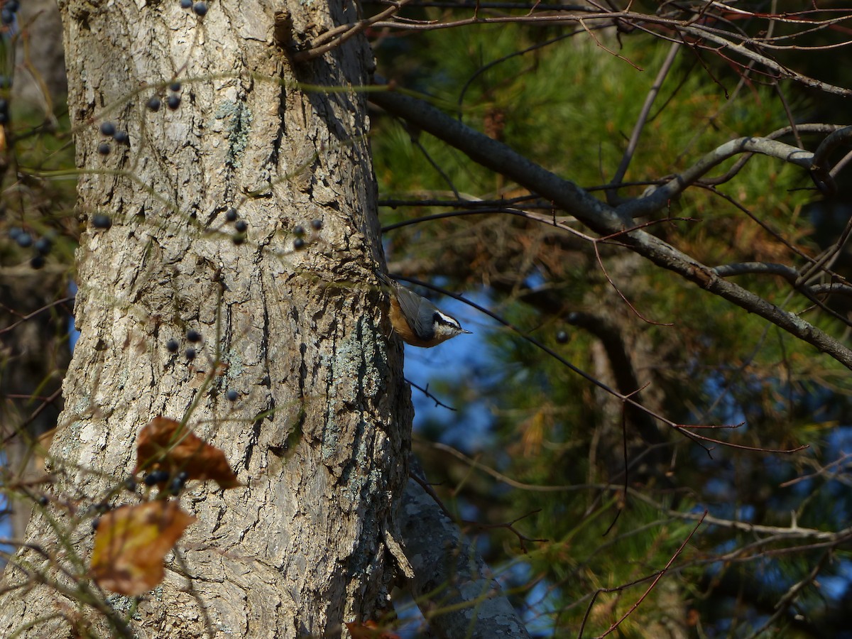 Red-breasted Nuthatch - Jessica Howland