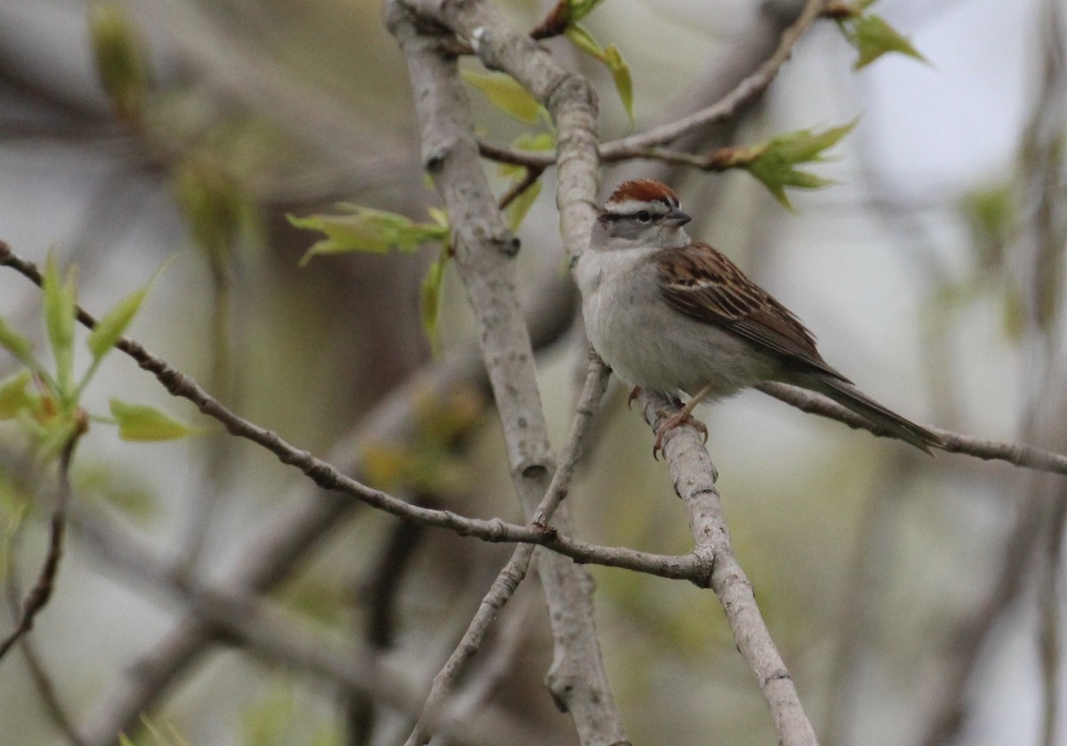 Chipping Sparrow - ML41011961