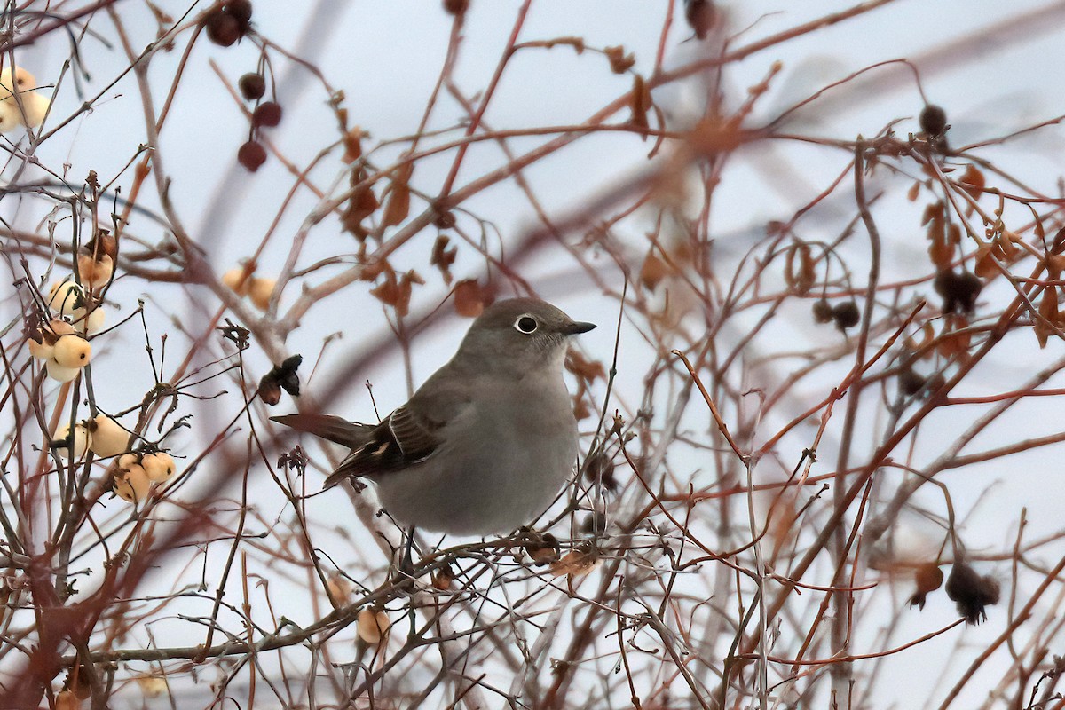 Townsend's Solitaire - ML410119711