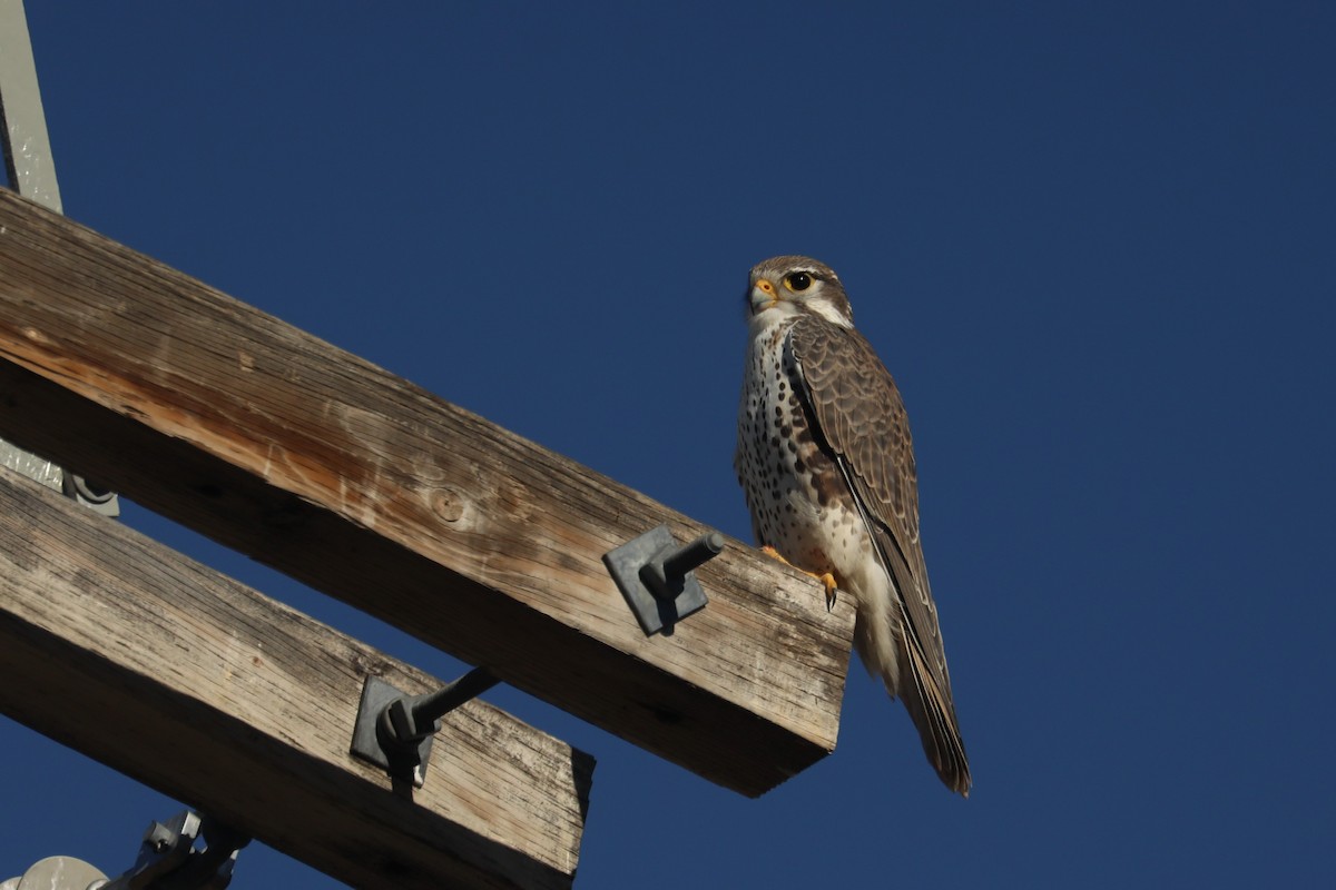 Prairie Falcon - Chuck Gates