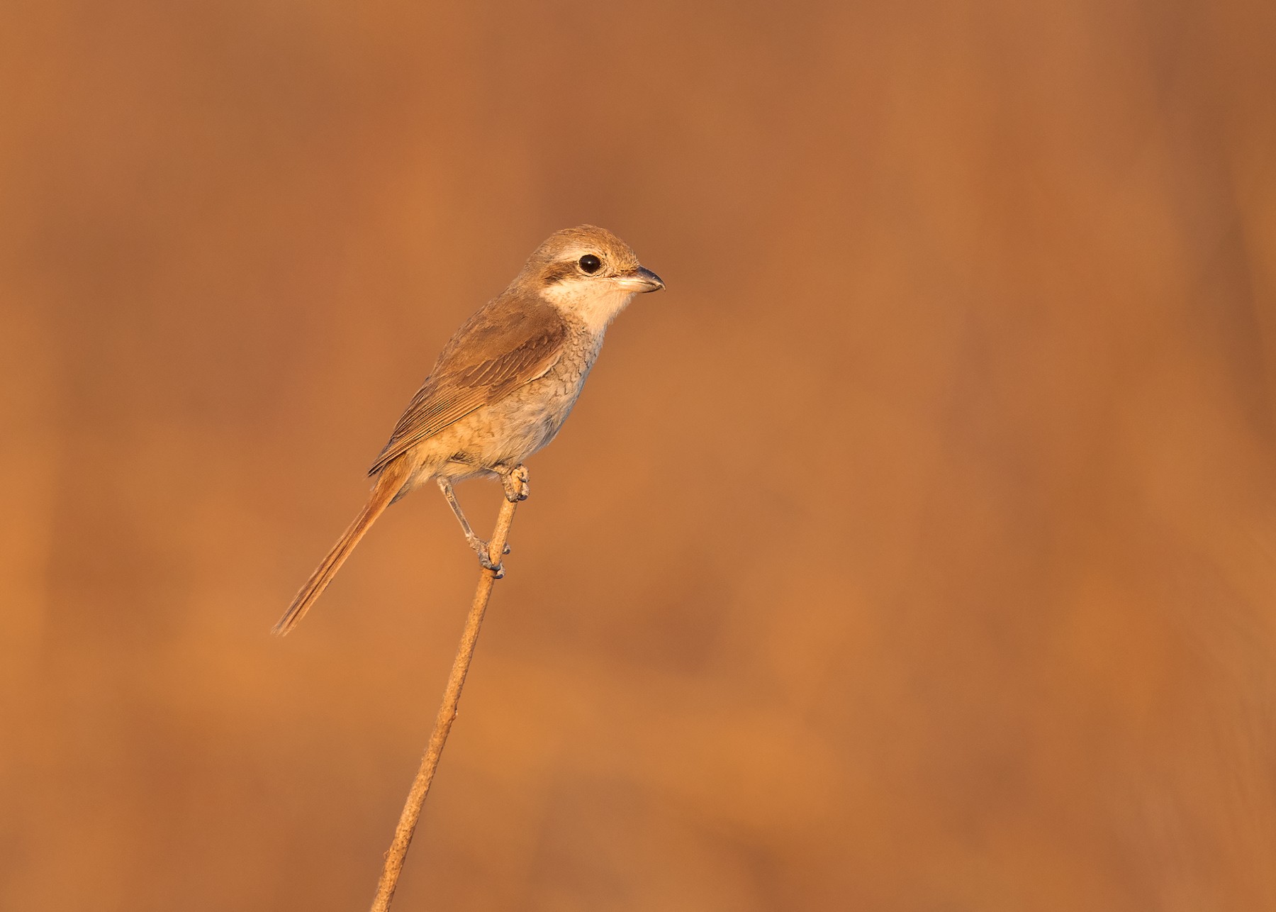 Brown Shrike (Brown) - eBird