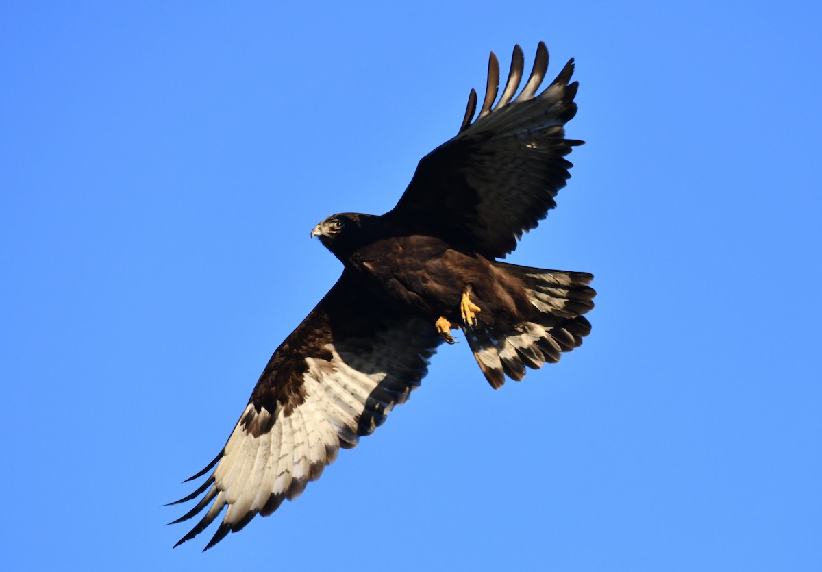Red-tailed x Rough-legged Hawk (hybrid) - ML410125851