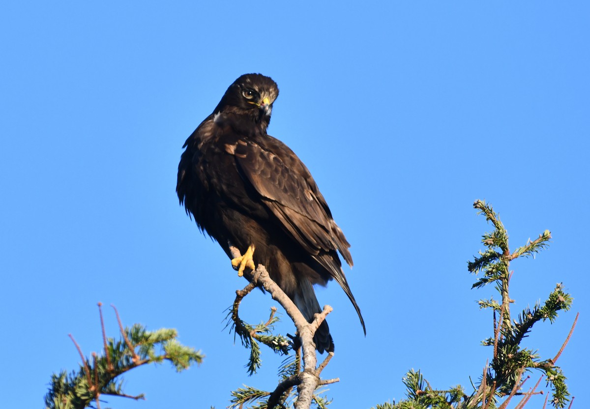 Red-tailed x Rough-legged Hawk (hybrid) - ML410126011