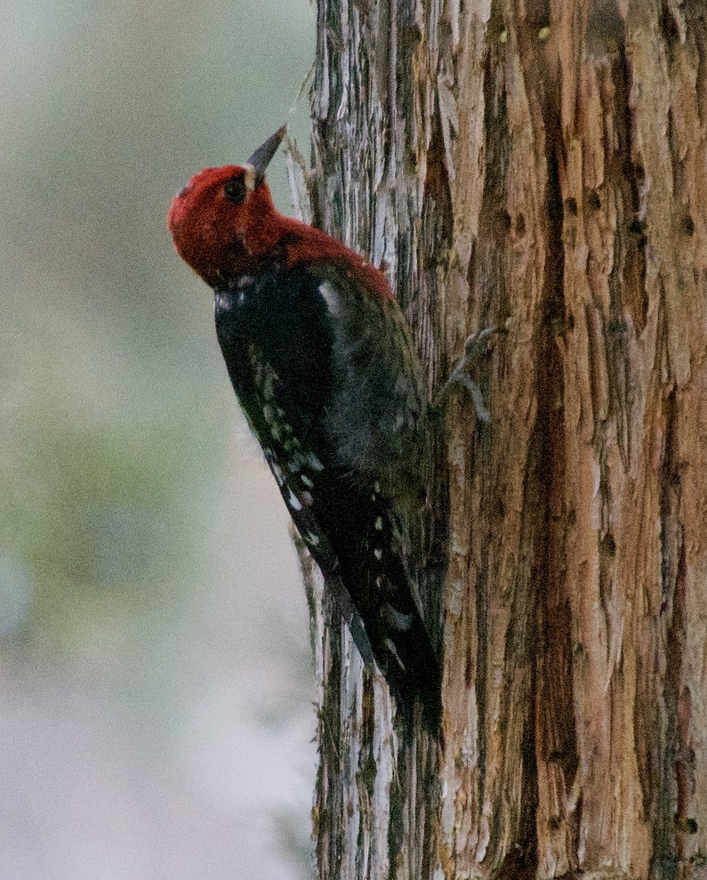 Red-breasted Sapsucker - ML410132011