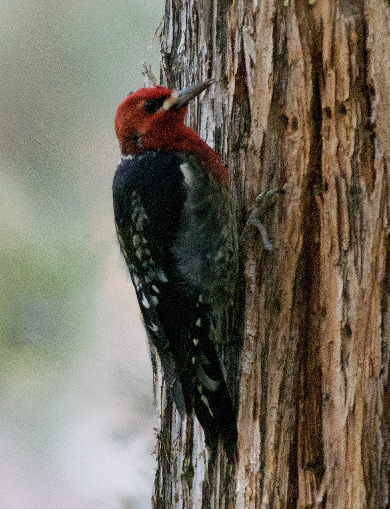 Red-breasted Sapsucker - ML410132251