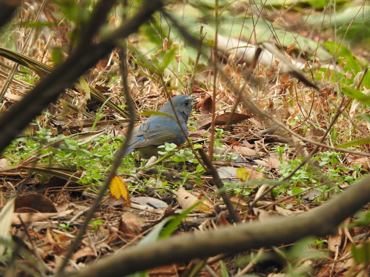 Red-flanked Bluetail - ML410142381