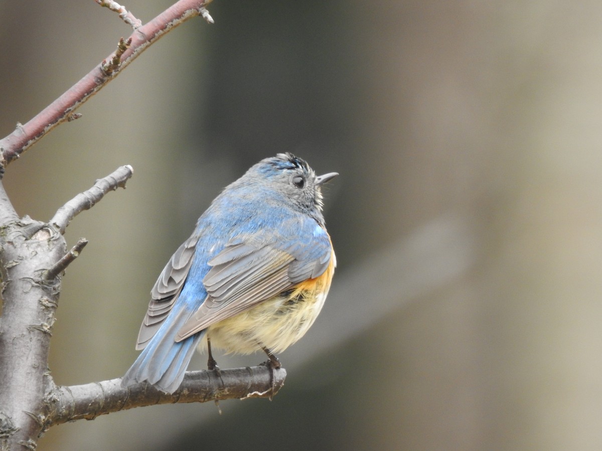 Red-flanked Bluetail - ML410142391