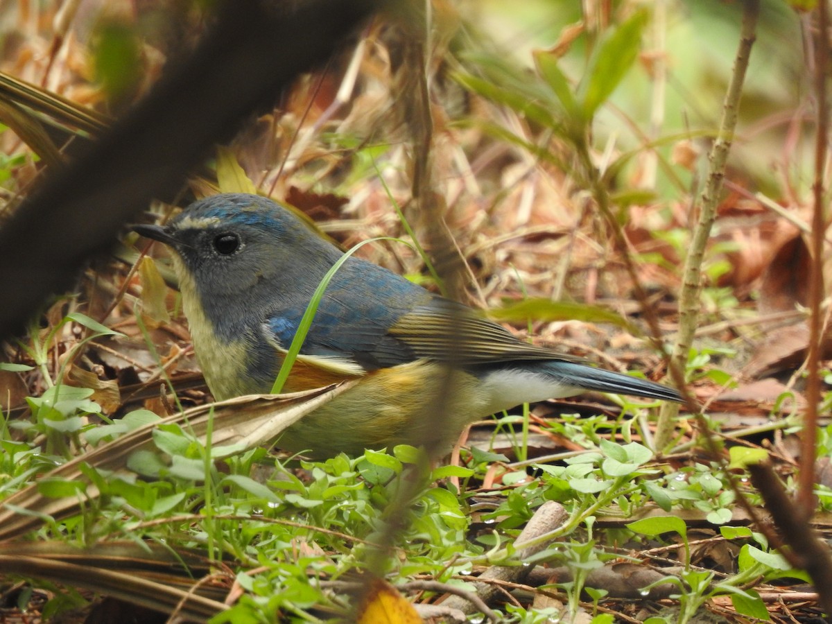 Red-flanked Bluetail - ML410142401