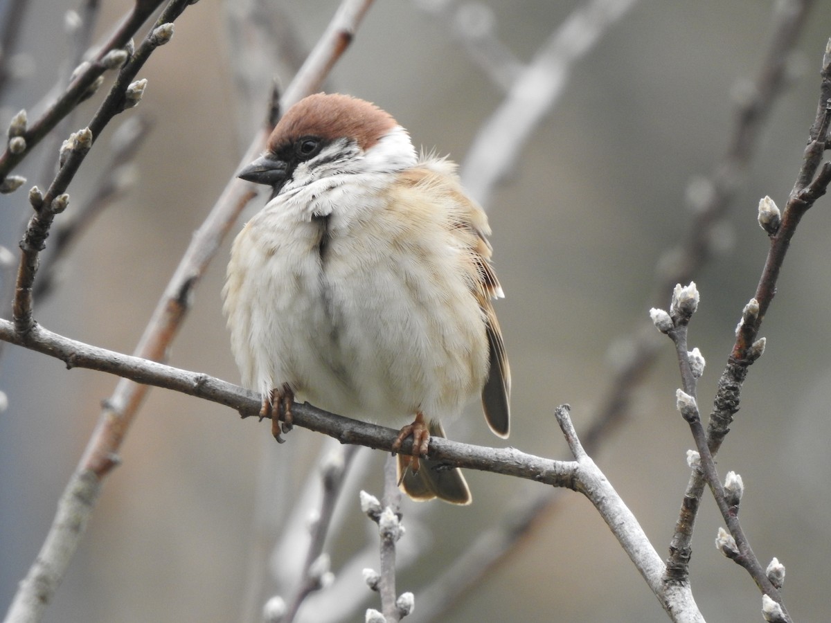 Eurasian Tree Sparrow - ML410142471