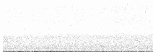 Бонапартова чайка - ML41014591