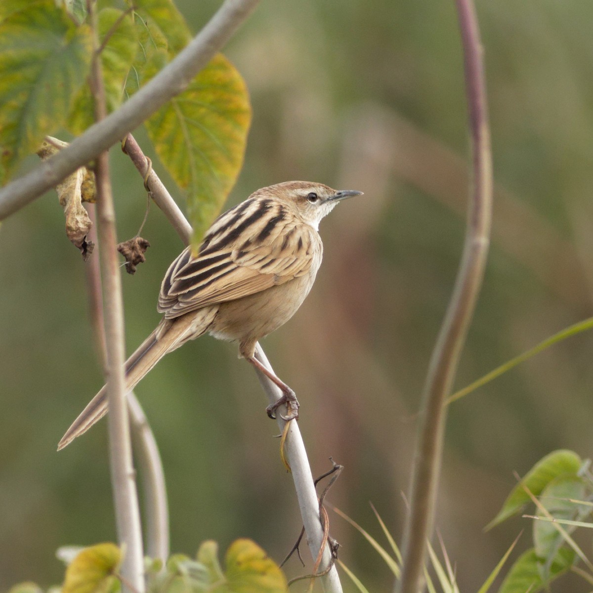Striated Grassbird - Able Lawrence