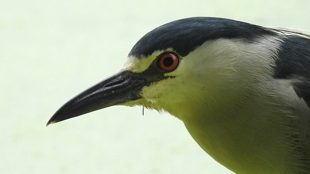Black-crowned Night Heron - ML410151011
