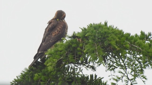 Harris's Hawk (Bay-winged) - ML410151261