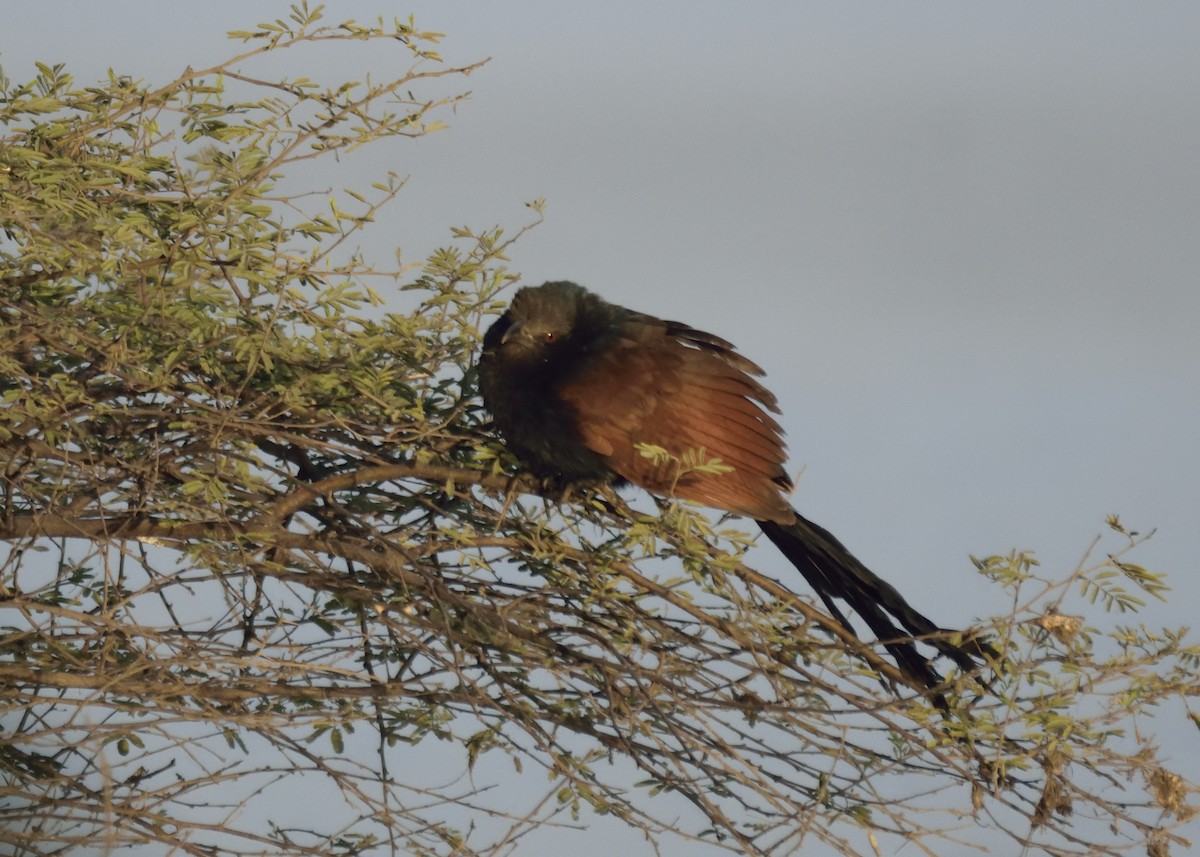 Greater Coucal - ML410151951