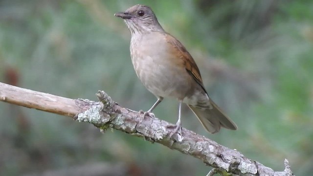 Pale-breasted Thrush - ML410152111