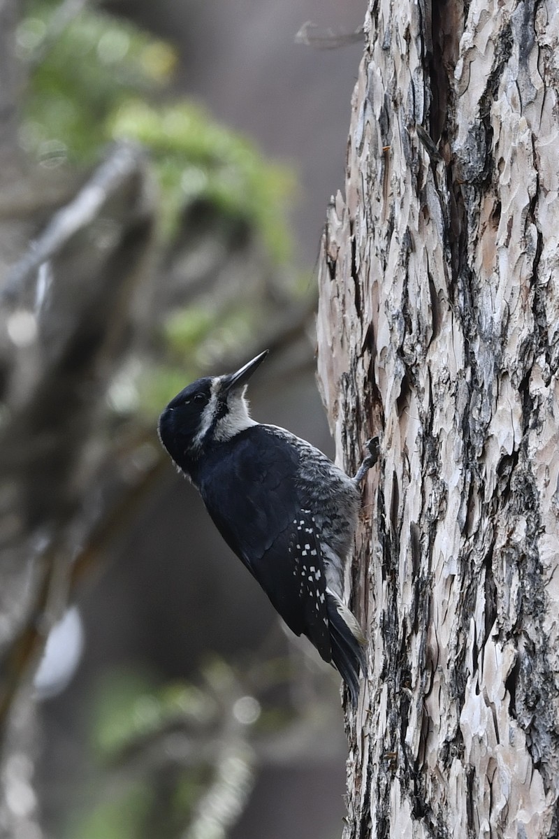 Black-backed Woodpecker - ML410164441