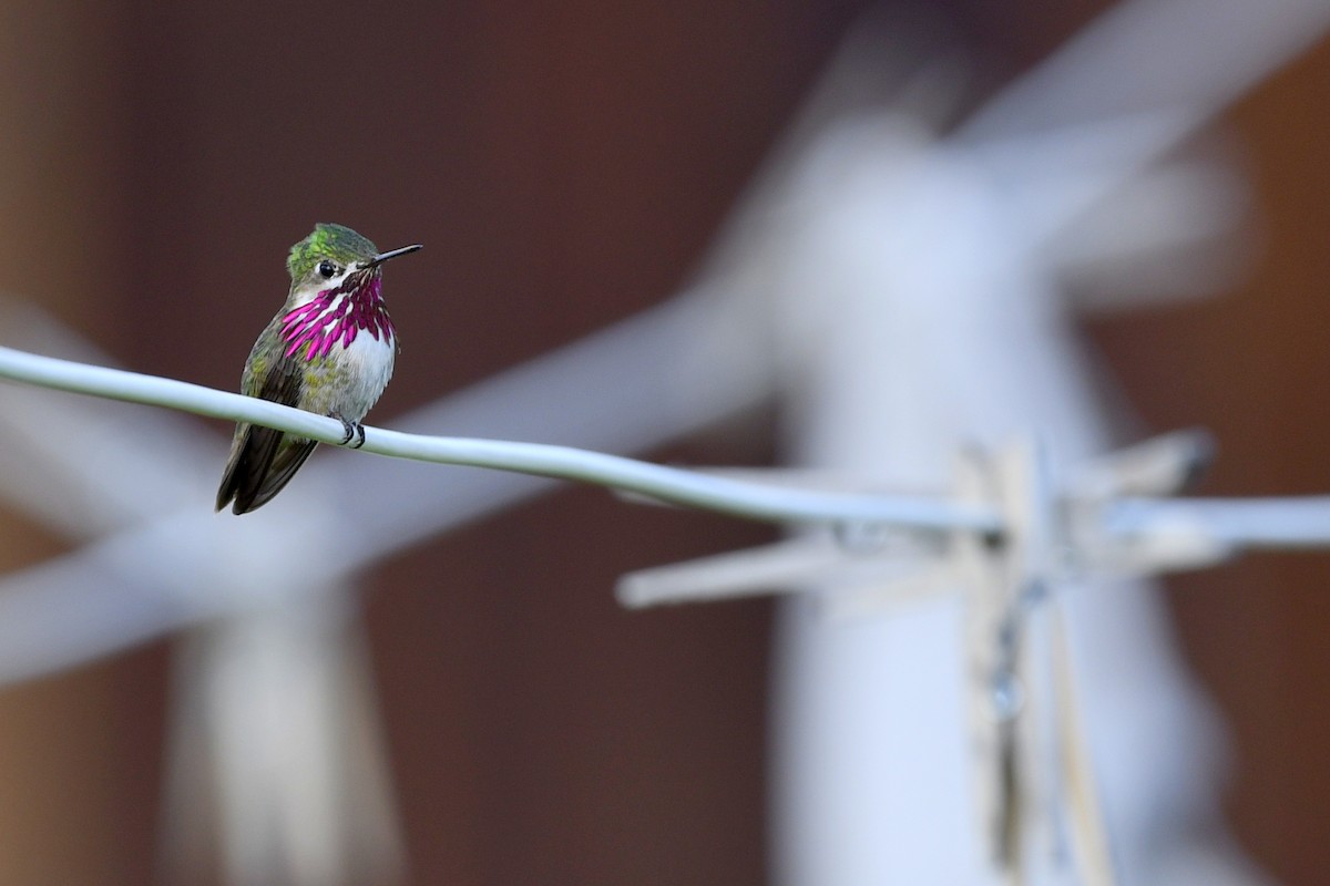 Calliope Hummingbird - ML410165161