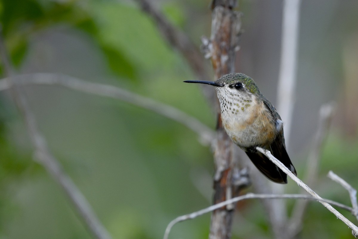 Calliope Hummingbird - ML410165171