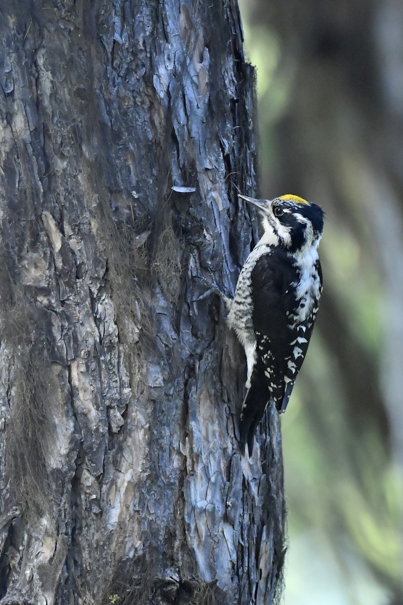 American Three-toed Woodpecker - Jonathan Irons