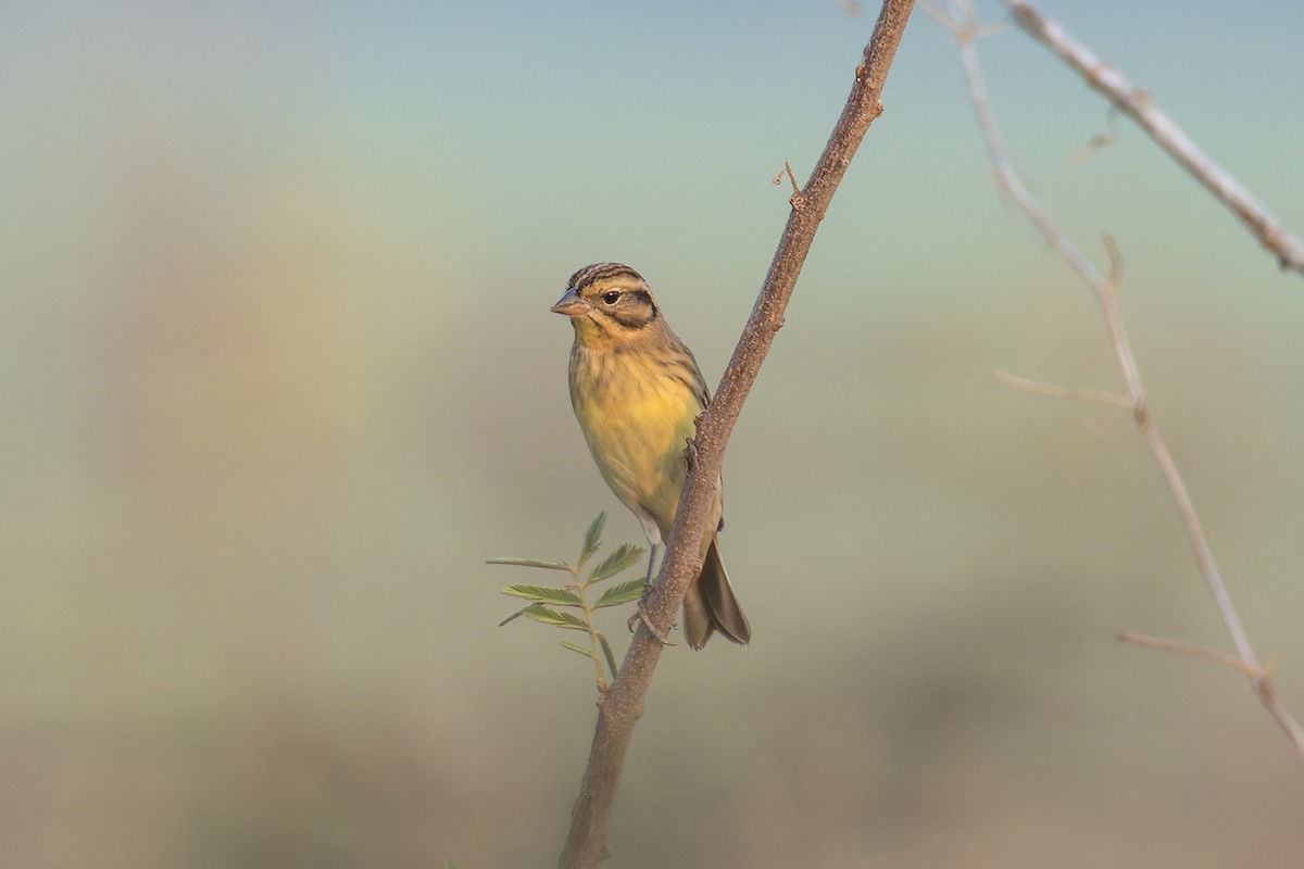 Yellow-breasted Bunting - ML410168001
