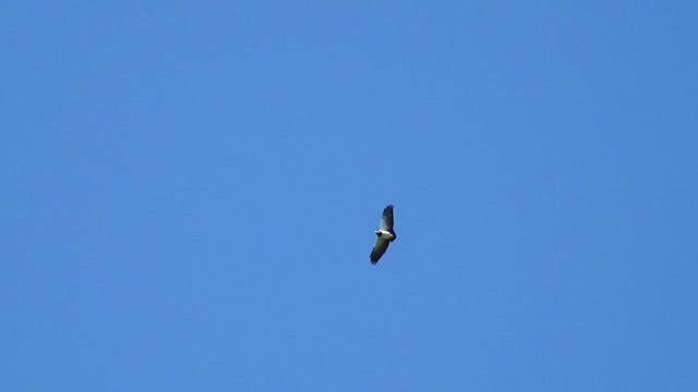 Black-chested Buzzard-Eagle - ML410177791