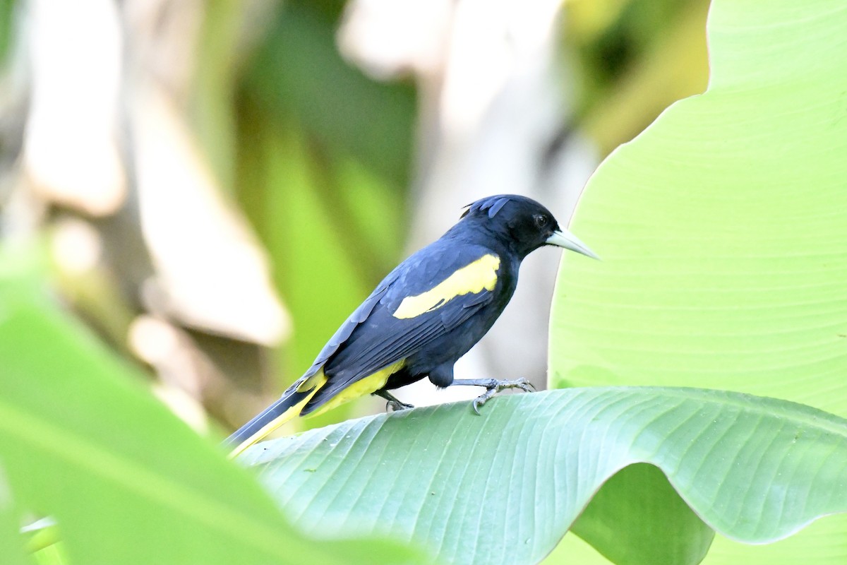 Yellow-winged Cacique - ML410179191