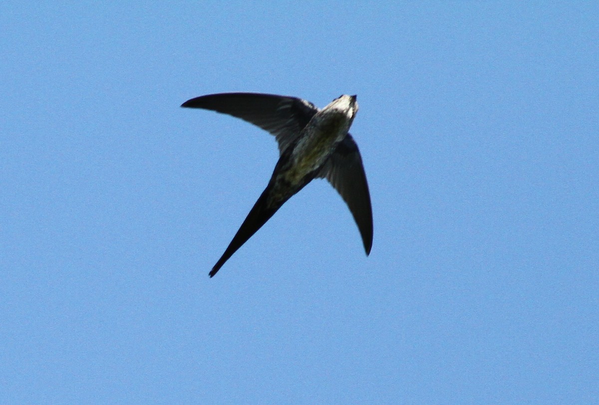 Fork-tailed Palm Swift - ML41018071