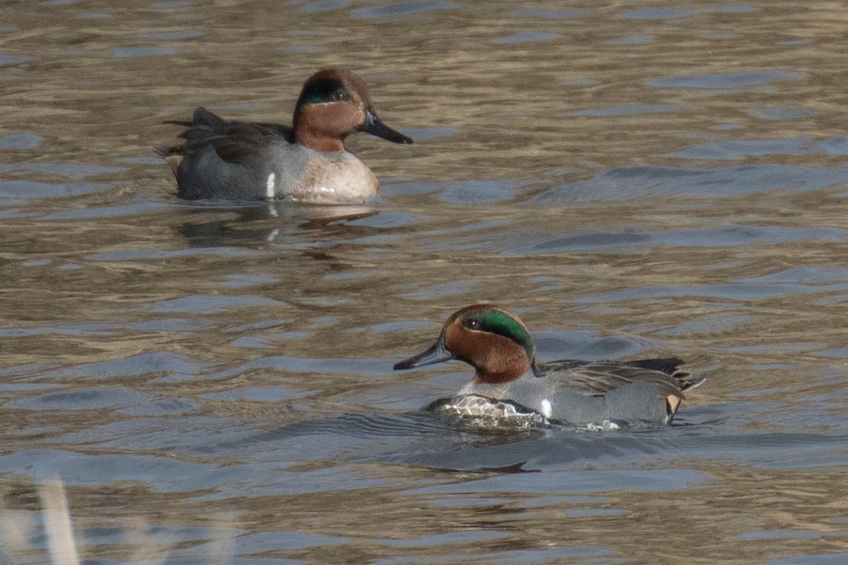 Green-winged Teal - ML41018561