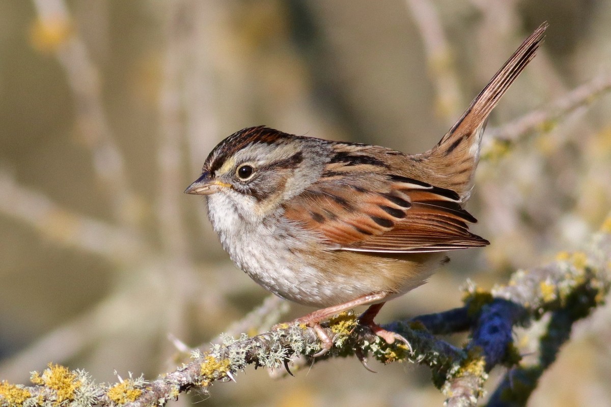 Swamp Sparrow - Ronald Newhouse