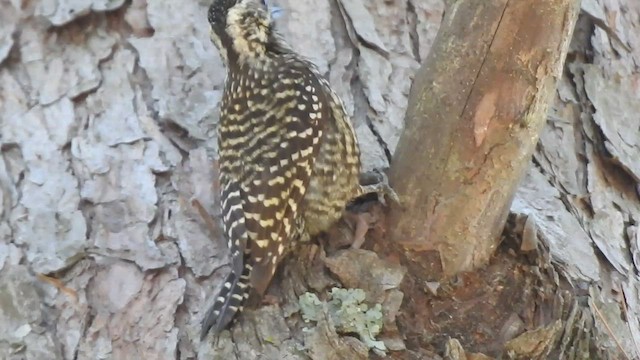Checkered Woodpecker - ML410188371