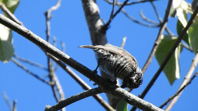 White-barred Piculet - ML410188391