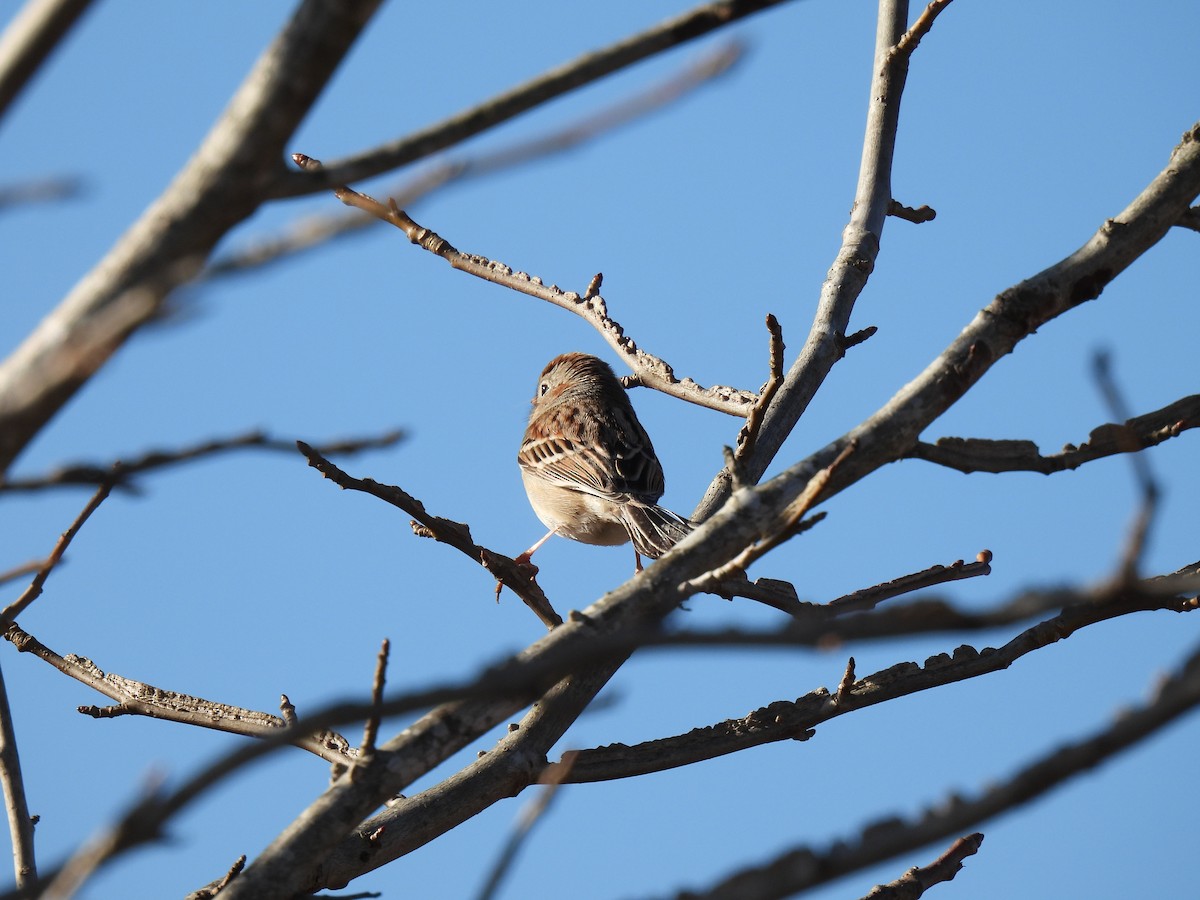 Field Sparrow - ML410194721